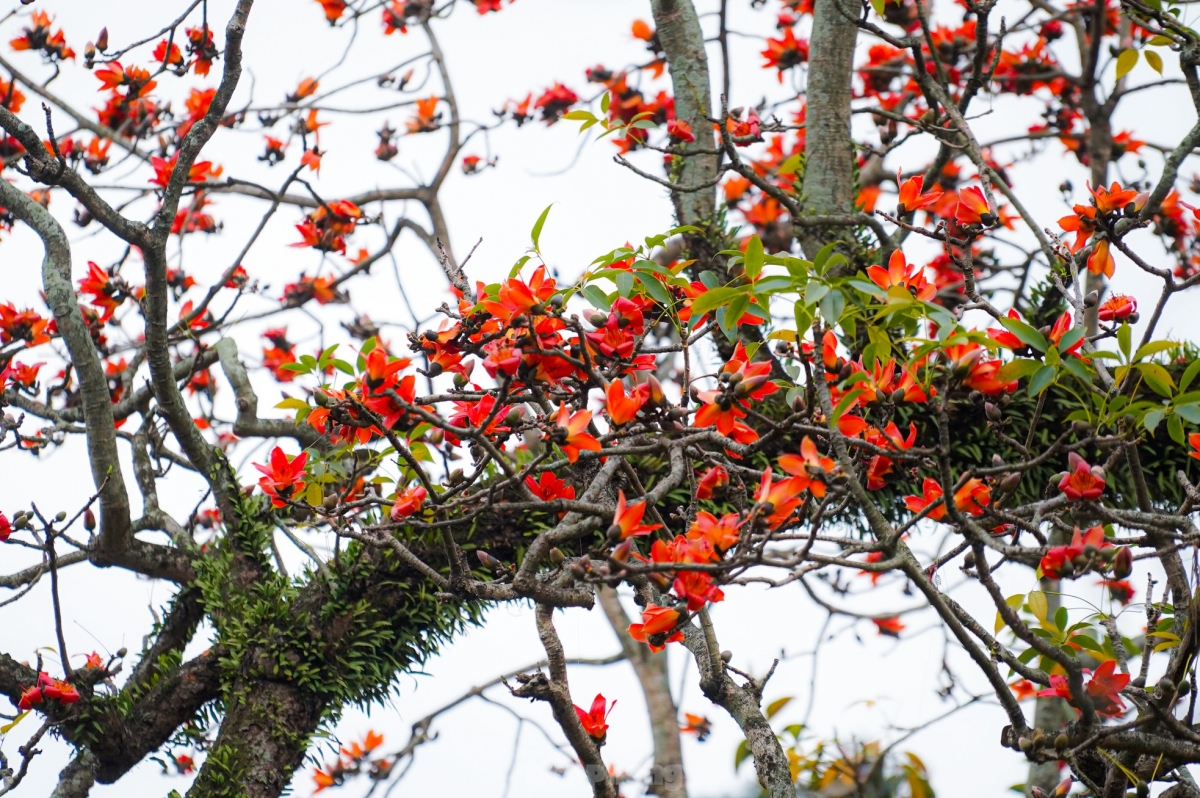 Caravan Đông Bắc: Nội Bài - Phú Thọ - Tuyên Quang - Hà Giang - Cao Bằng - Lạng Sơn - Nội Bài