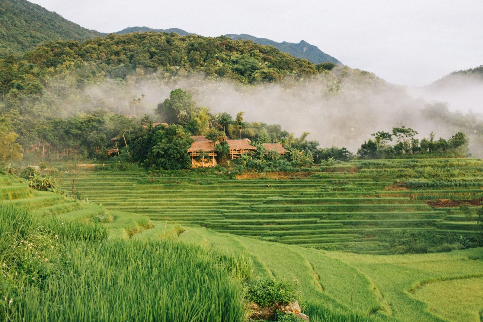 Caravan Tây Bắc mùa lúa chín: Pù Luông - Hòa Bình - Mù Cang Chải - La Pán Tẩn - Tà Xùa
