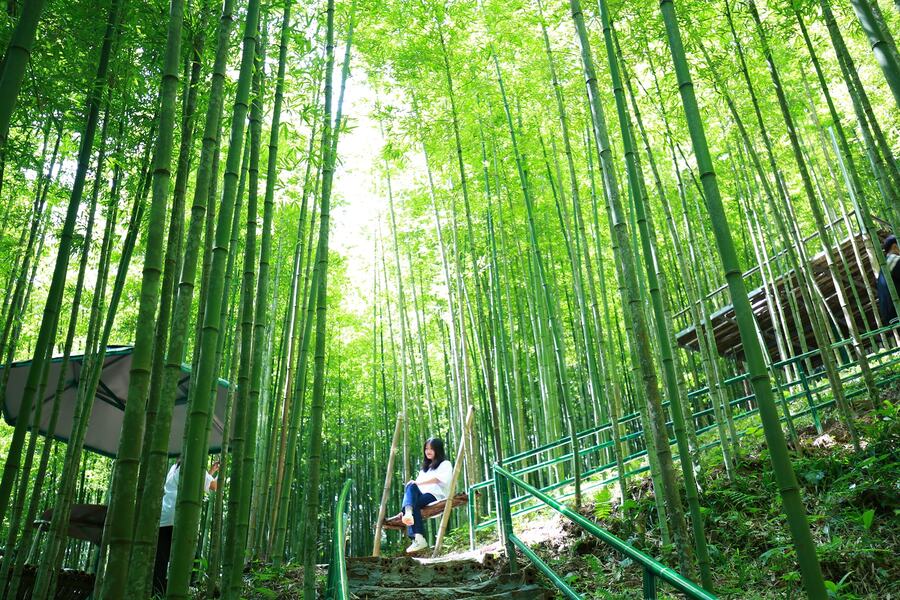 Rừng trúc Púng Luông